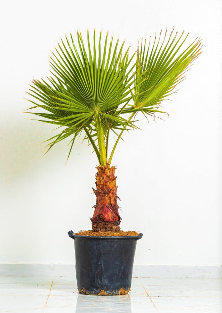 Washingtonia